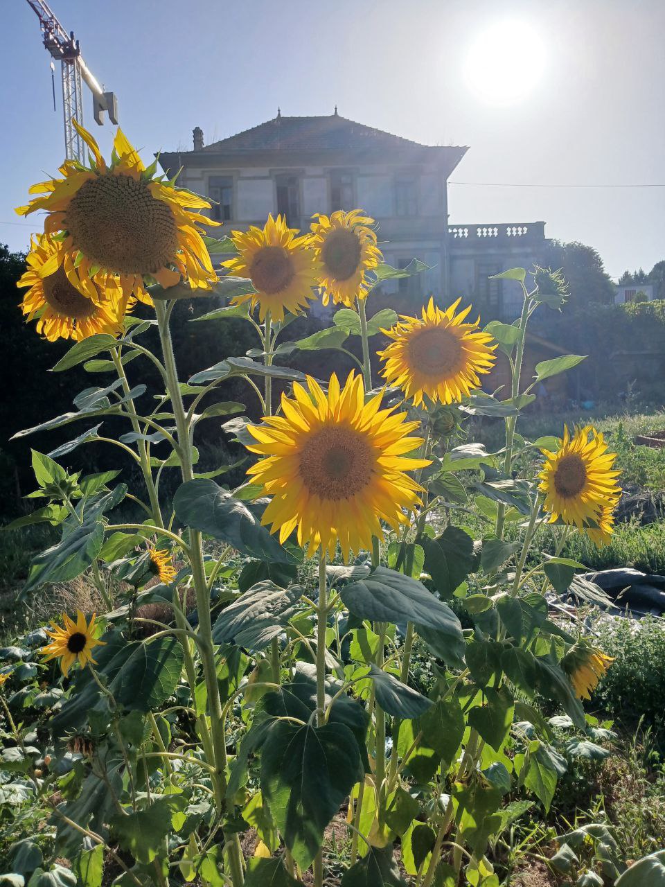 Sonnenblumen Valdonedo